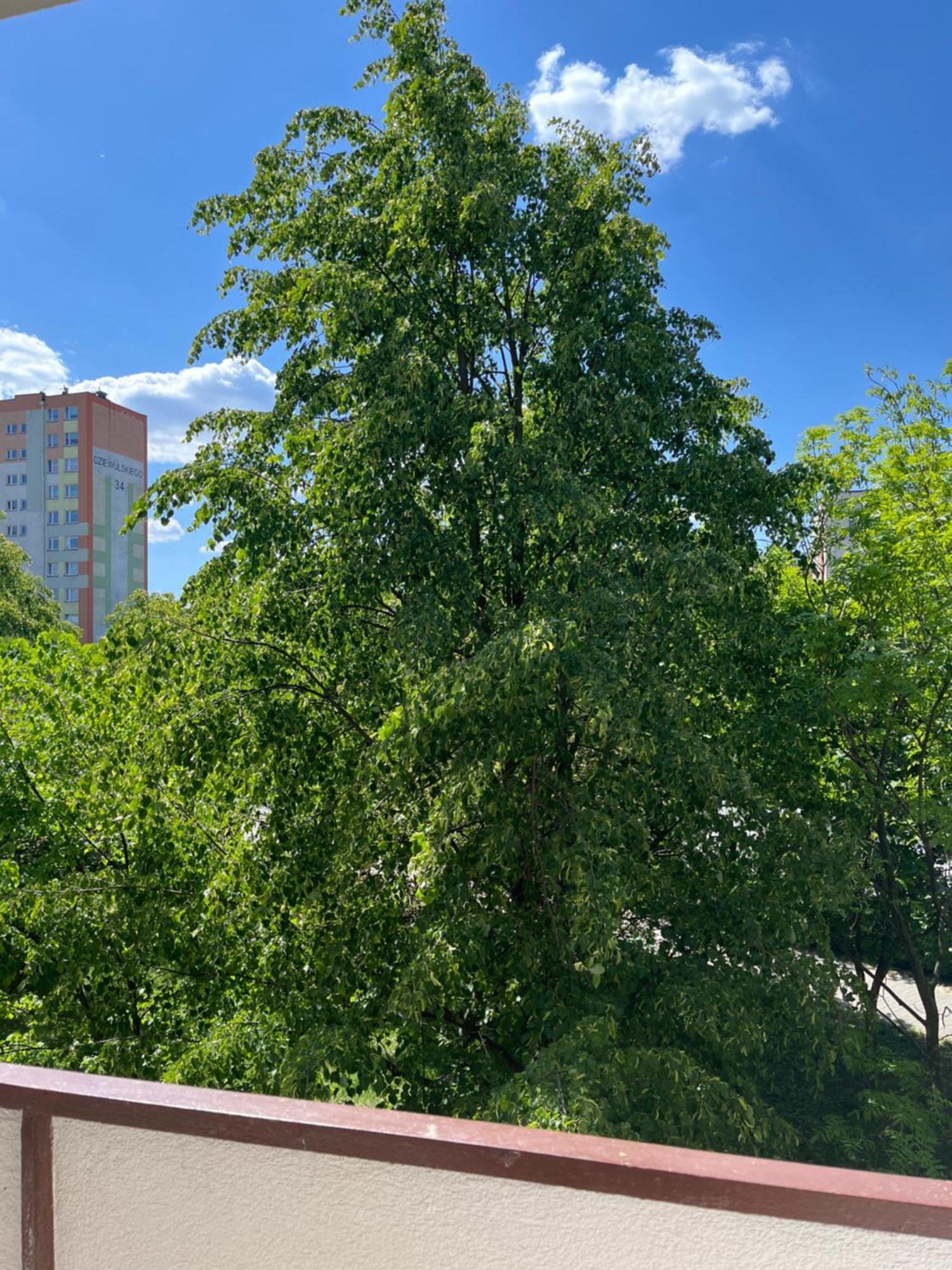 Apartament Rubinowy Stary Toruń Exterior foto